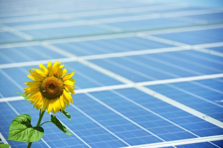 enerji tasarrufu için ayçiçeği ve güneş panelleri